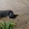Viral! Pak Guru Nyungsep di Tengah Banjir Saat Rekaman, Sampai Megap-megap