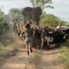 Viral, Gajah Mengamuk Akibat Terganggu Saat Berkembang Biak